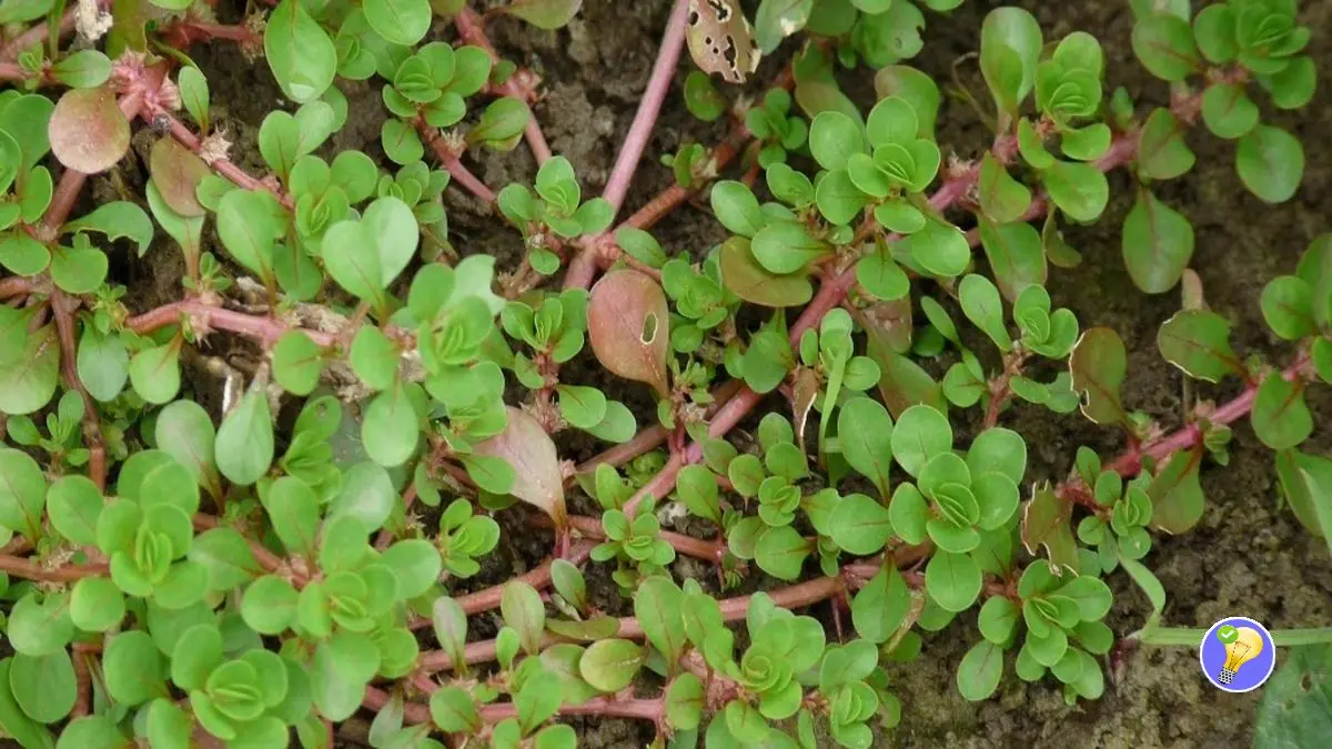 Découvrez le Pourpier Maraîcher une Plante Méconnue aux Bienfaits