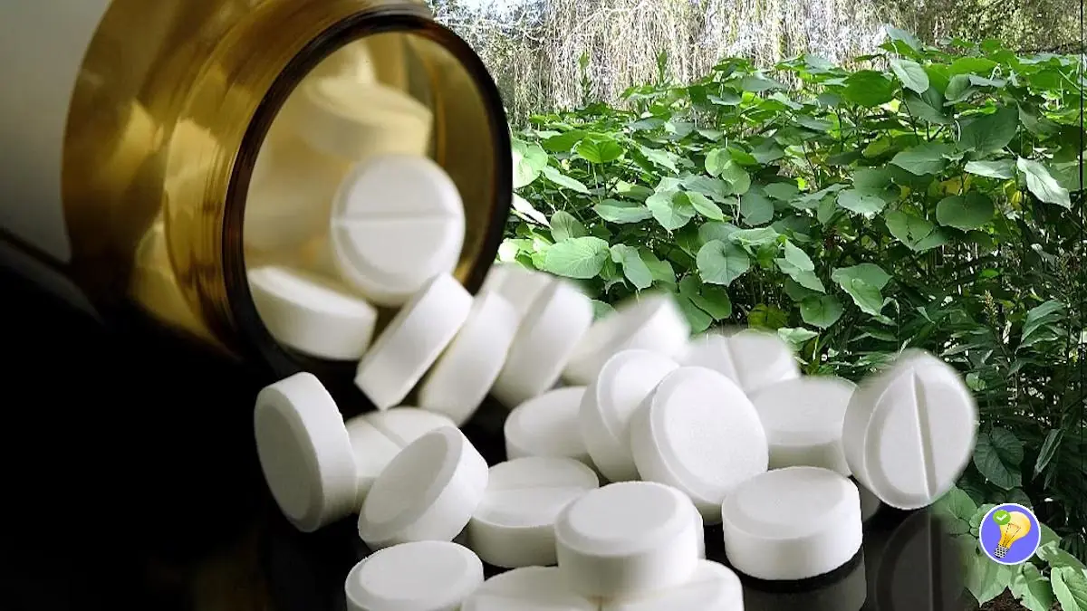 Verwenden Sie Aspirin zur Pflege Ihrer Pflanzen
