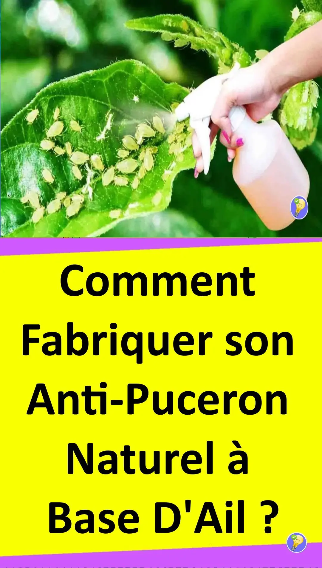 recette naturelle pour fabrique un anti-puceron 