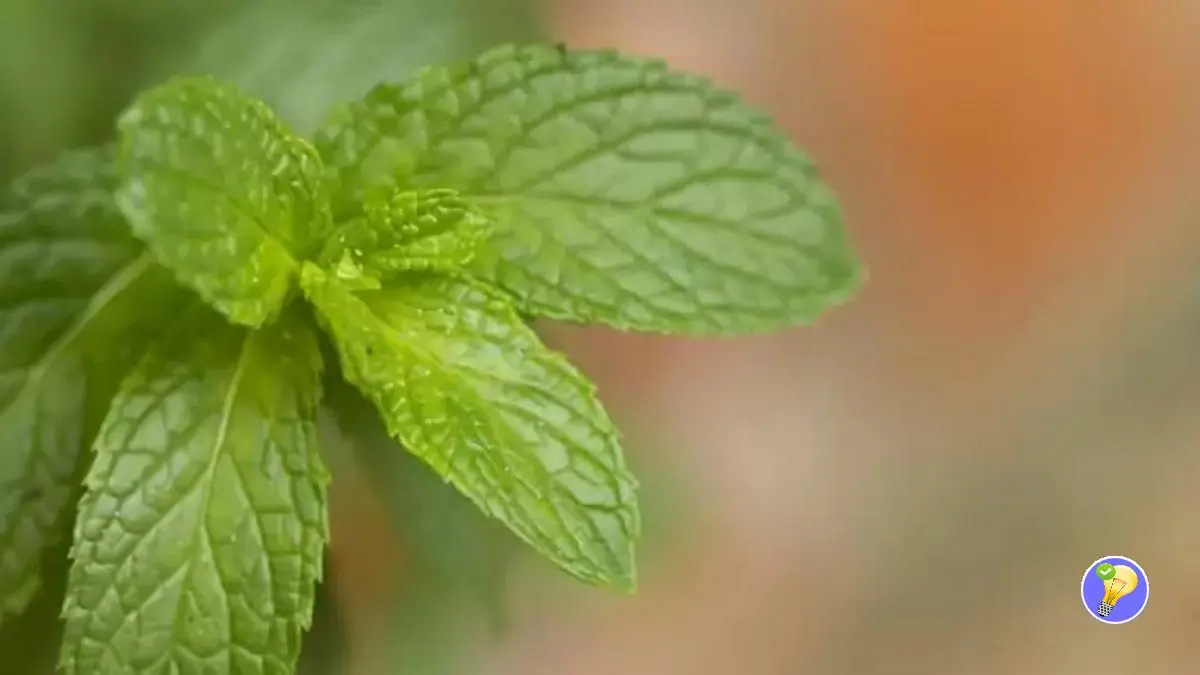 Recette Sirop De Menthe Maison