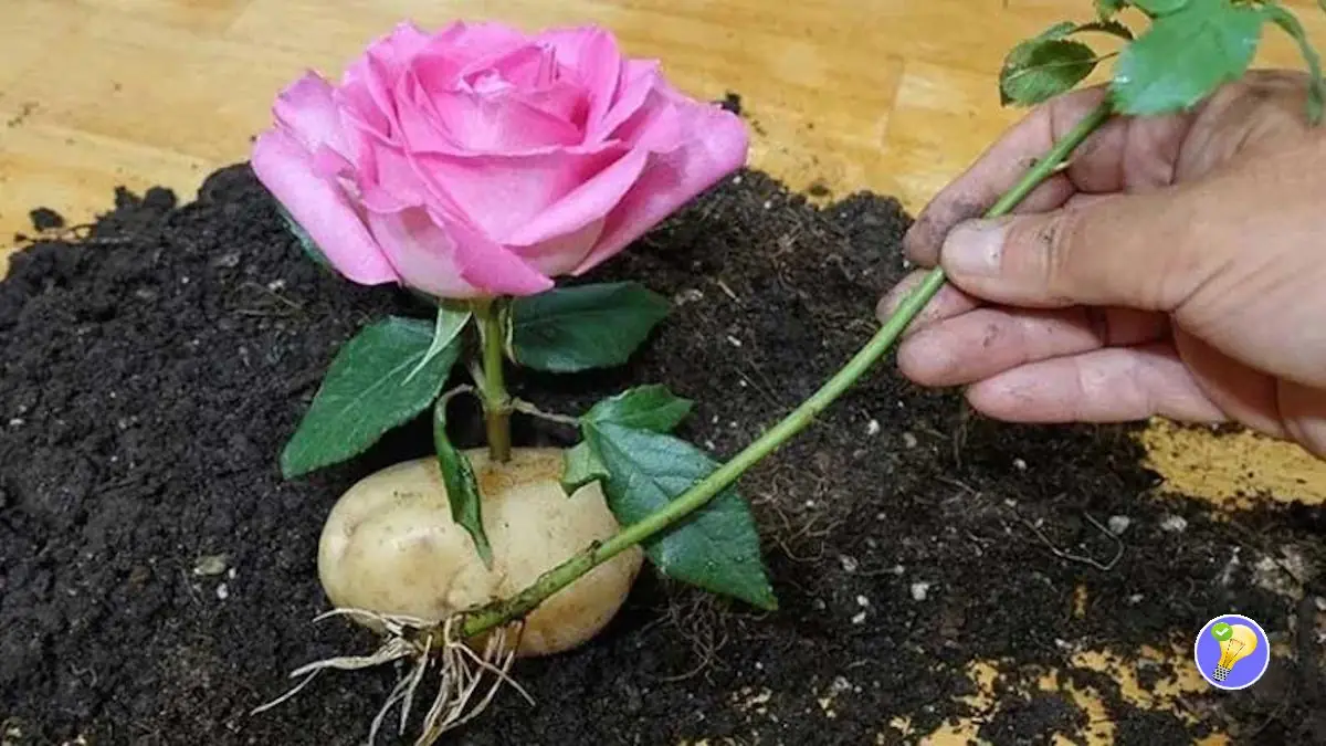 Multiplication des Rosiers : L'Insolite Technique de la Pomme de Terre