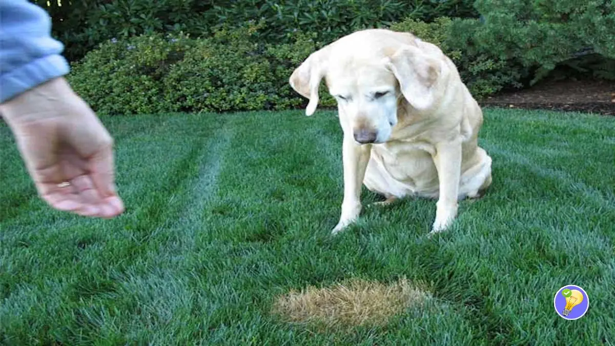 Urine de Chien et Gazon: le Bicarbonate de Soude à la Rescousse