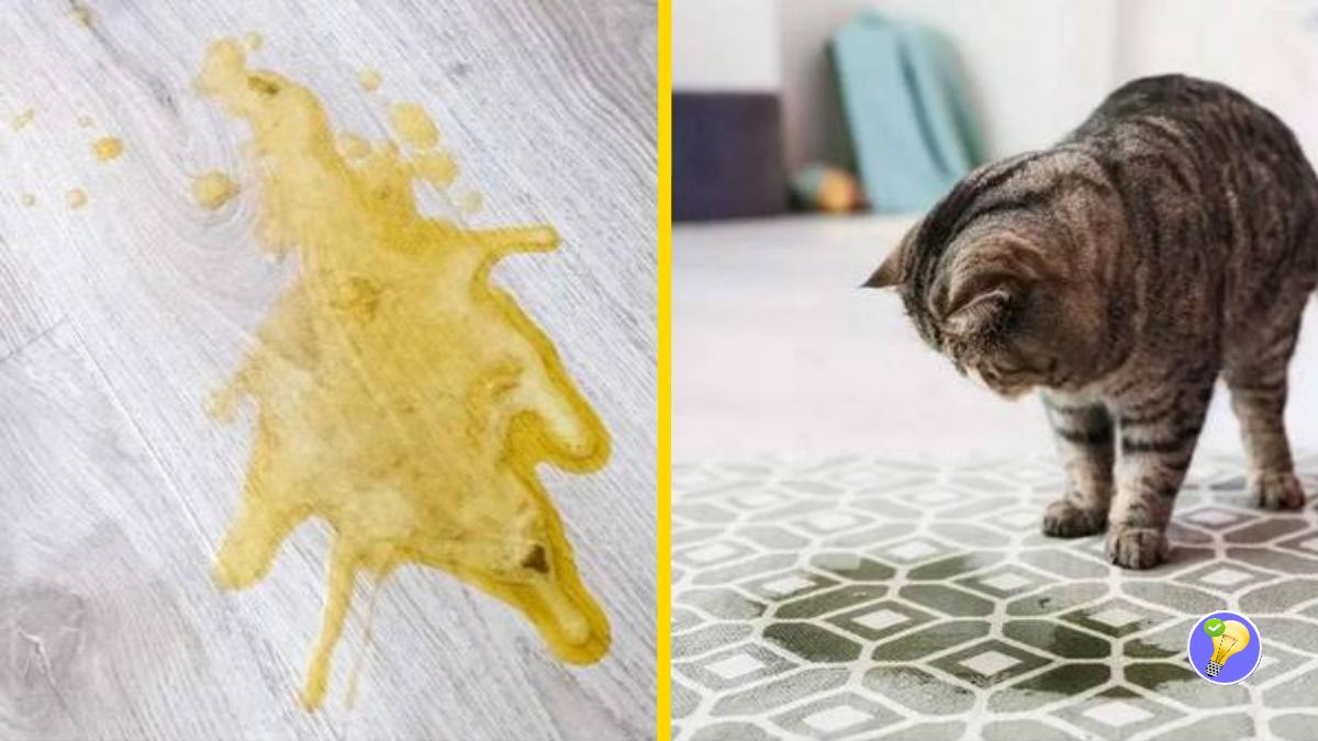 enlever odeur urine chat sur plancher