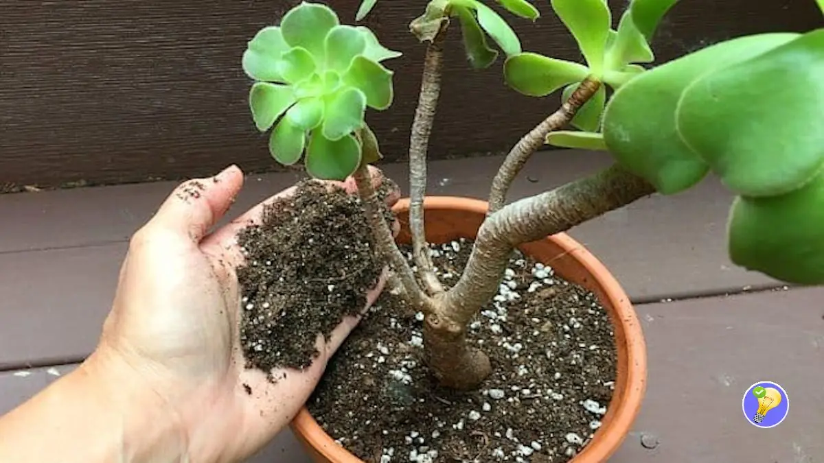 Comment Fabriquer un Terreau Idéal pour les Plantes Grasses?