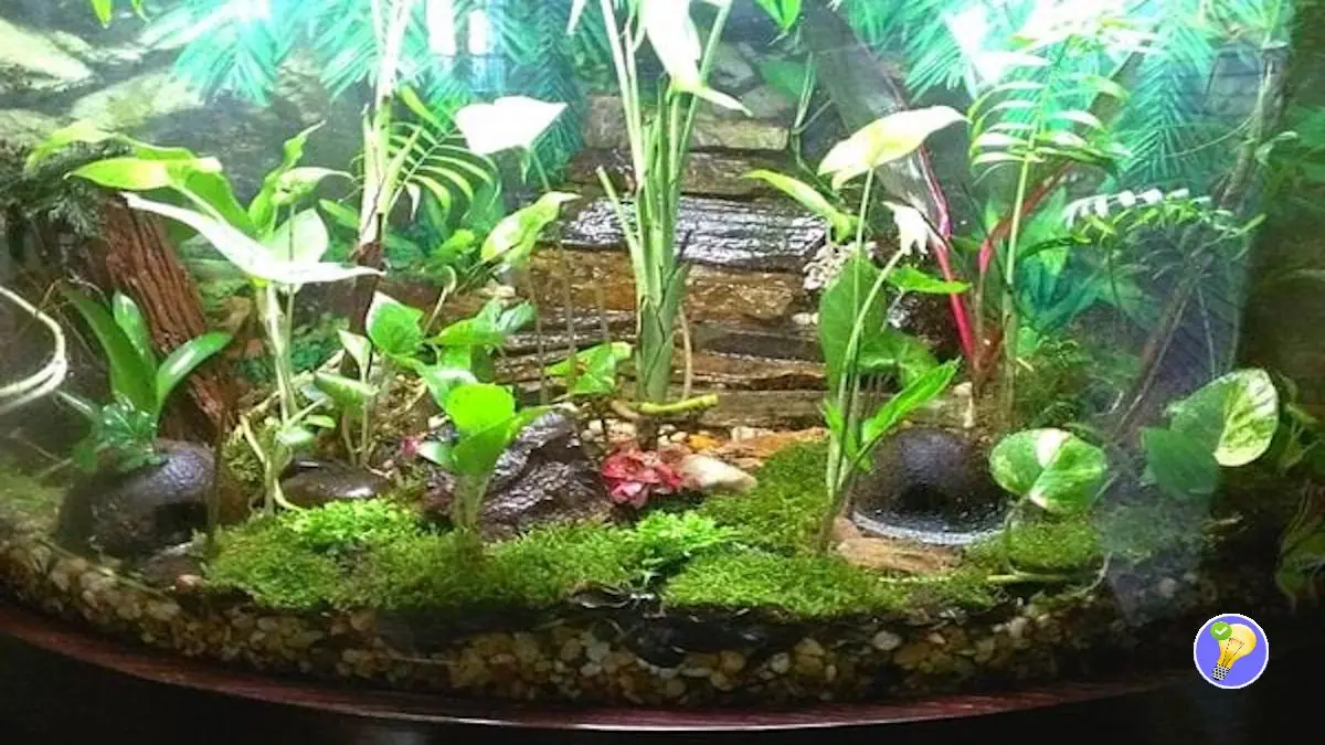 Ideen für eine natürliche Gestaltung eines Terrariums