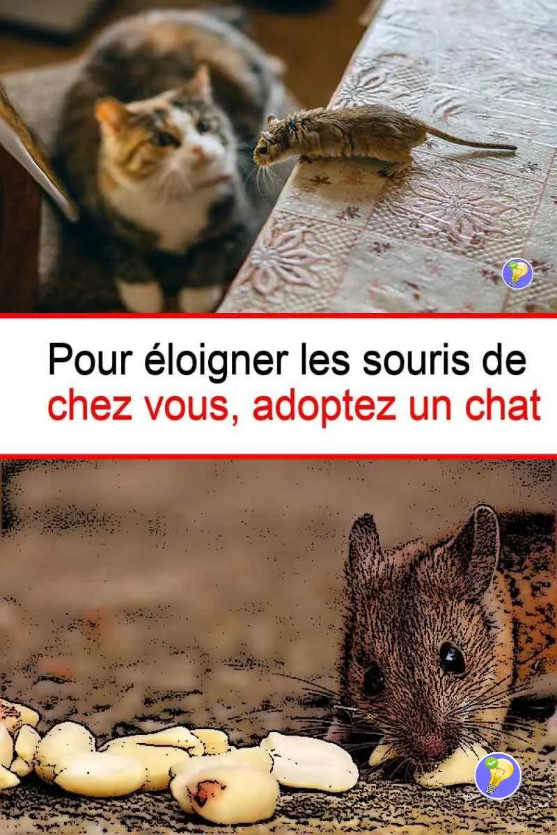 Astuces pour éloigner les souris de la maison en adoptant un chat
