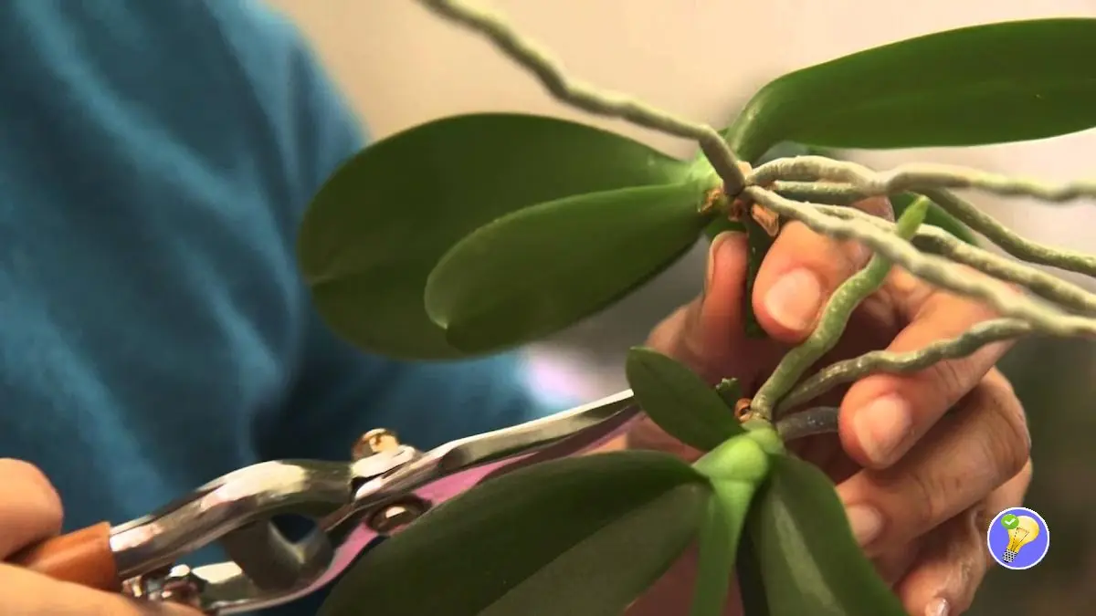 Tipp für erfolgreiche Orchideenstecklinge
