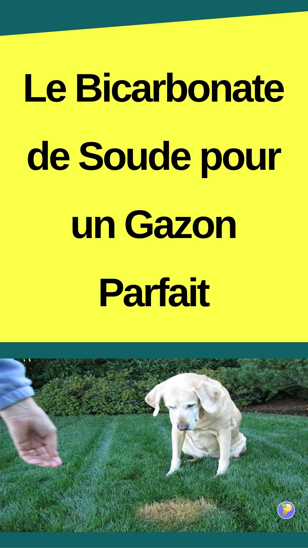 Astuce pour sauver son gazon avec le bicarbonate de soude 