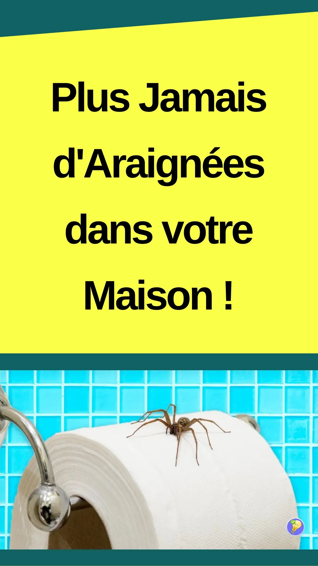 Astuces naturelles anti-araignées 