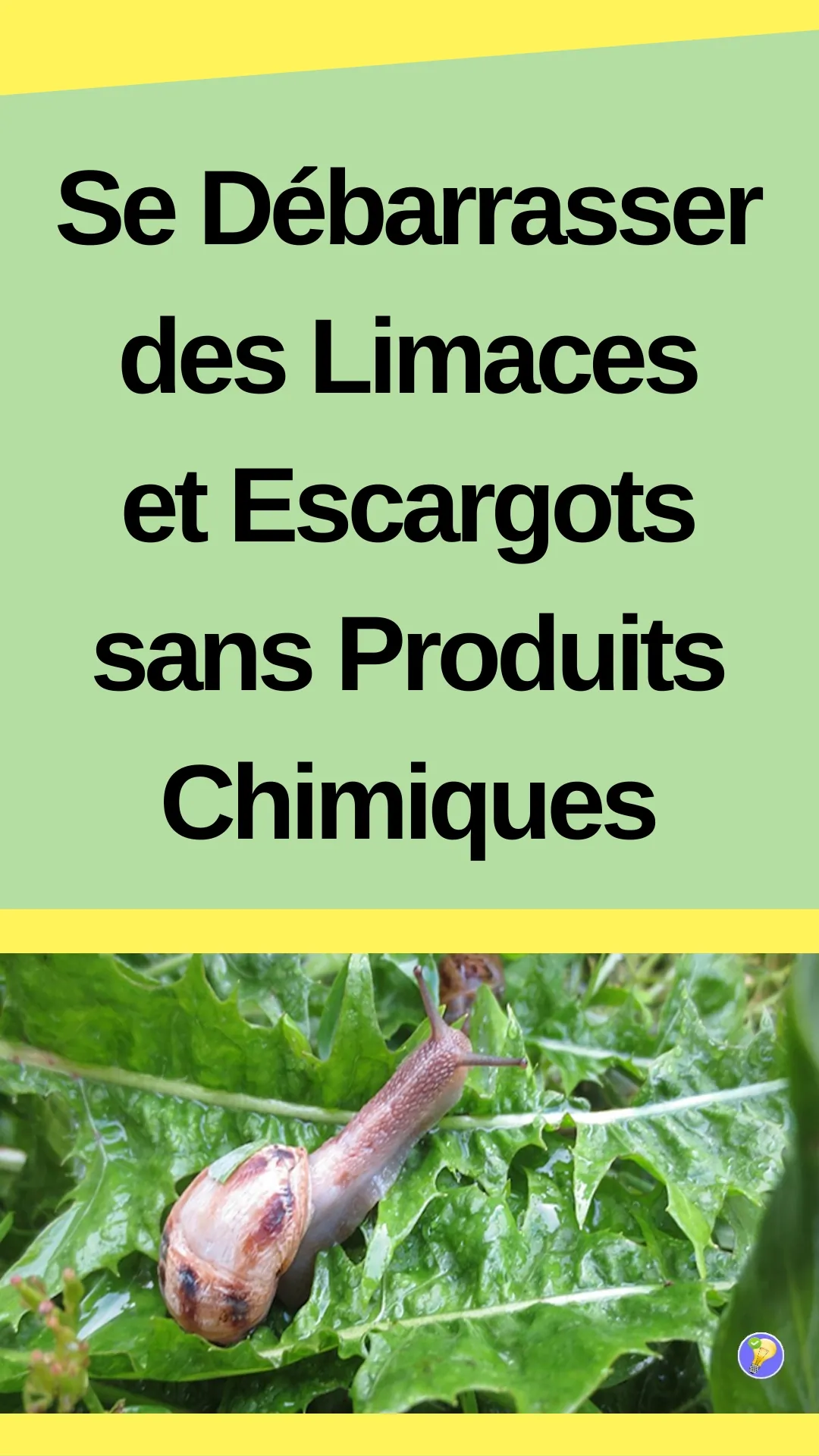 Astuces pour éloigner les limaces et escargots naturellement 