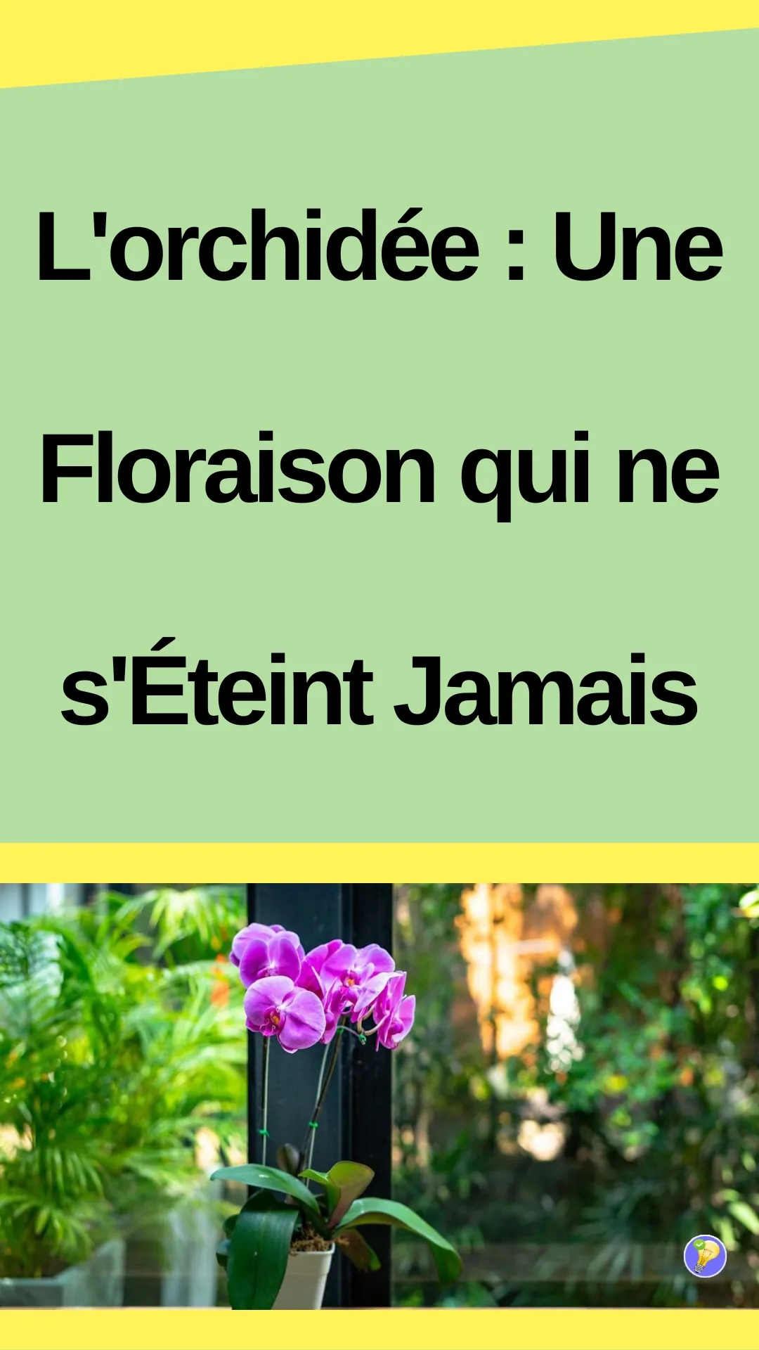 Conseils pour une floraison durable de votre orchidée 