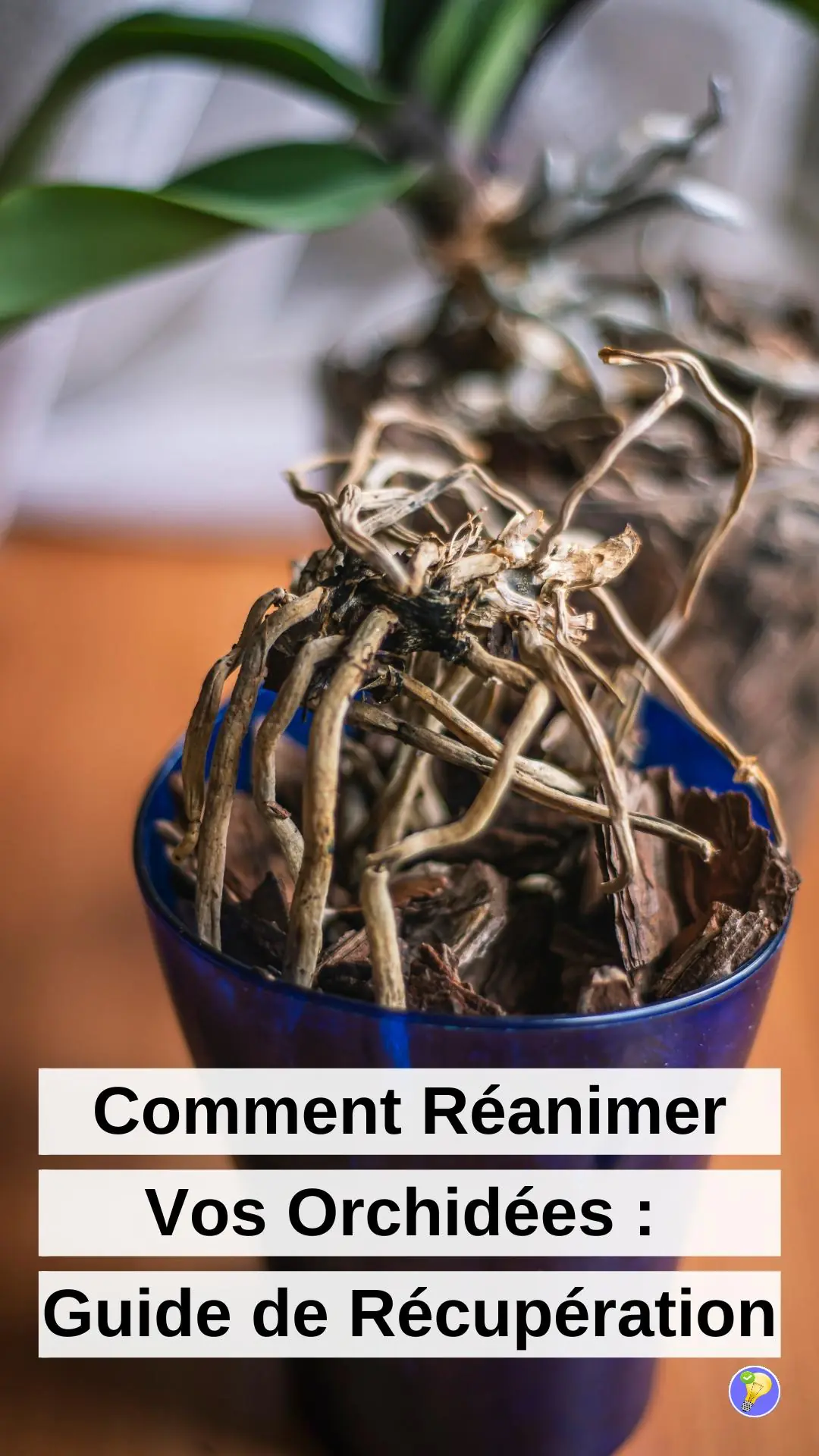 Des astuces pour sauver une orchidée mourante 