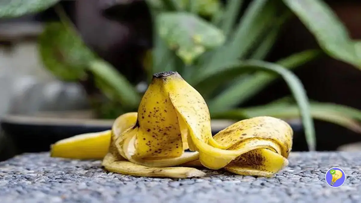 Verwendung von Bananen im Garten