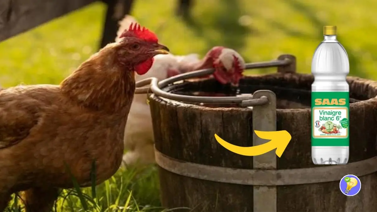 Bouteille à Huile Céramique Motif Poule - Distributeur Huile Et Vinaigre Décoratif - Cadeau De Pâques Ou Décoration Cuisine