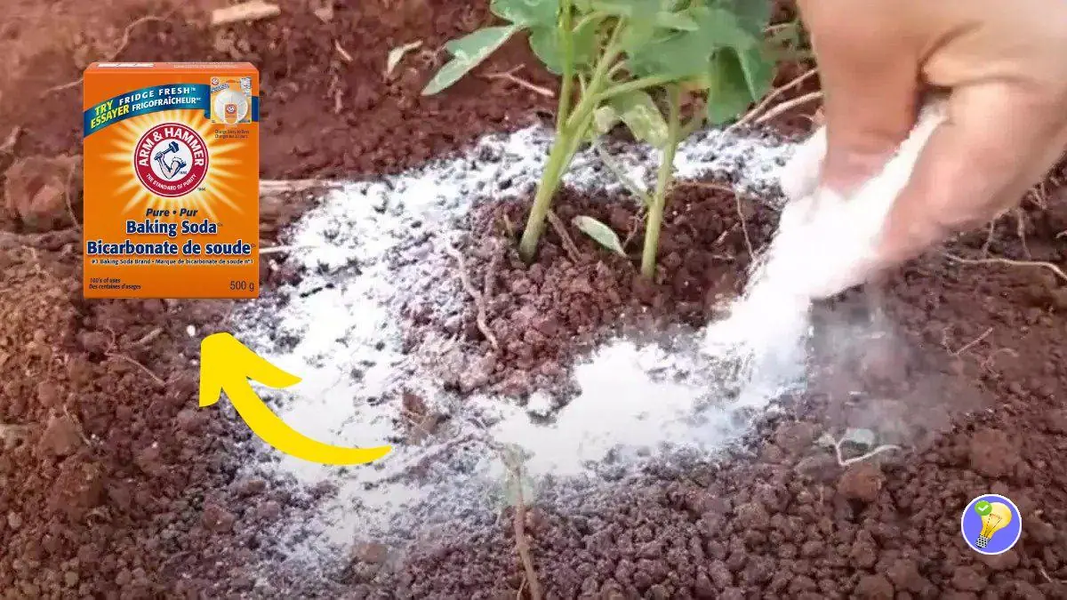 5 Utilisations du Bicarbonate de Soude dans le Jardin