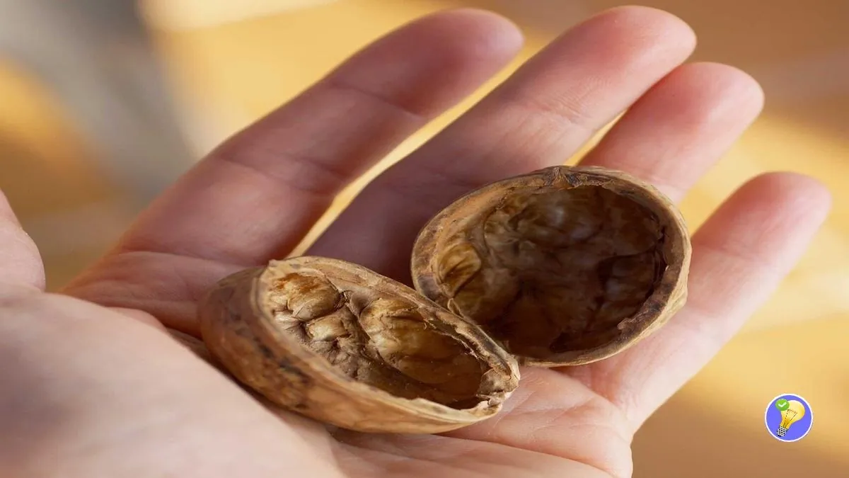 Coquilles de Noix et Noisettes: 10 Utilisations Astucieuses
