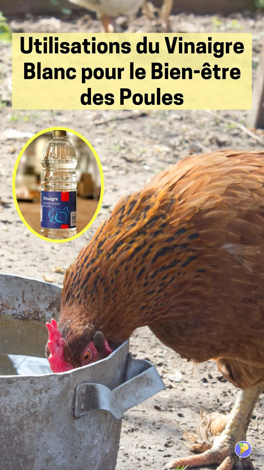 Astuces pour des poules en bonne santé avec le vinaigre blanc 