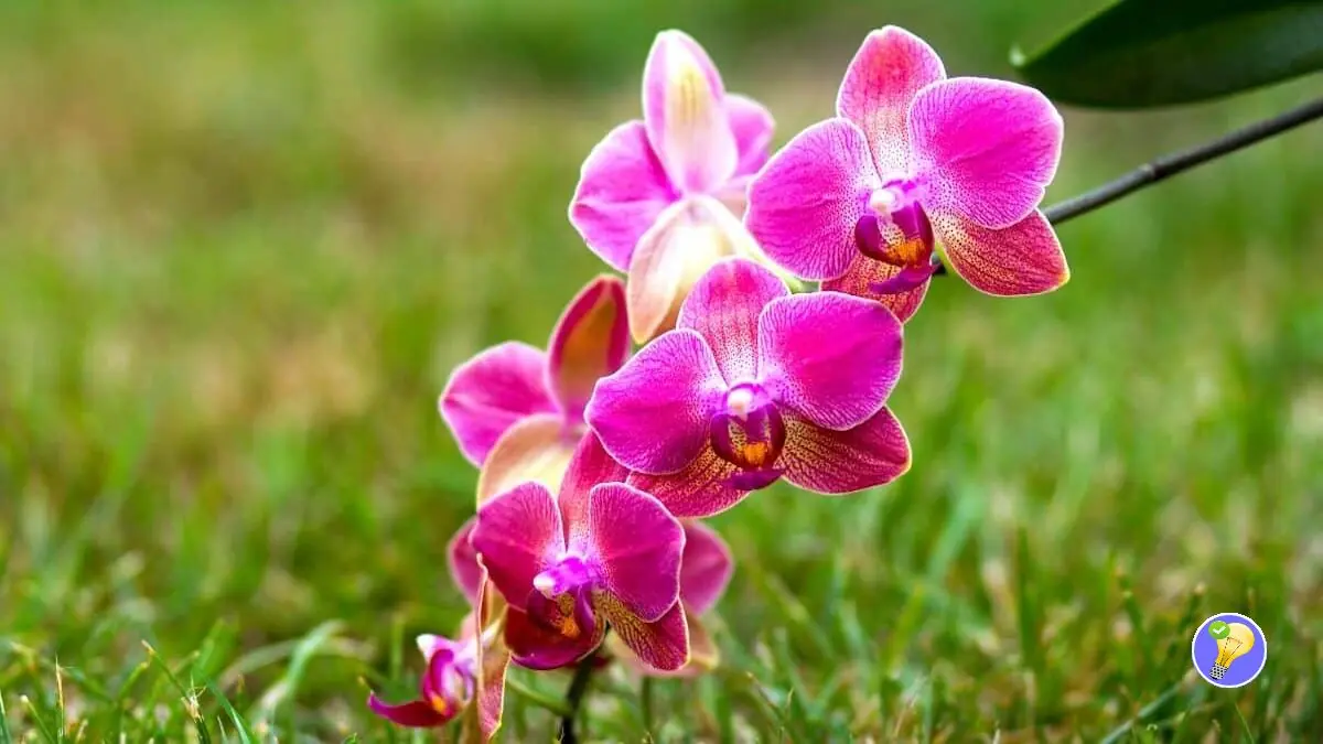 Orchideen auswählen